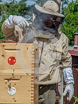 Beekeeper in protective workwear holding a honeycomb full of bees and honey.