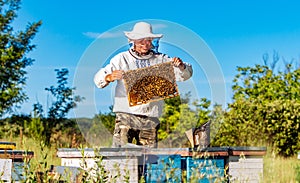 Beekeeper in protective workwear inspecting honeycomb frame full of bees near the wooden hives at a sunny day