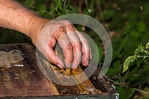 Beekeeper put the queen cell into hive between frames