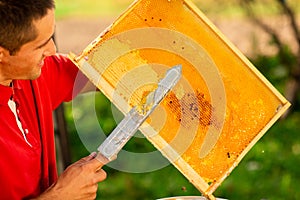 Beekeeper in red t-shirt cuts wax from honeycomb frame with a special knife into a bowl. Honey production. Close up