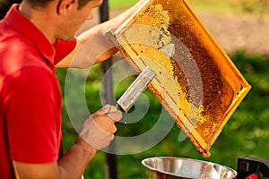 Beekeeper in red t-shirt cuts wax from honeycomb frame with a special knife into a bowl. Honey production. Close up