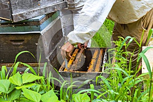 Beekeeper remove a honeycomb frame from wooden beehive