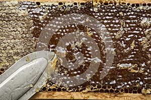 Beekeeper removed beeswax