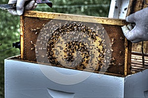 Beekeeper removing comb for inspection.