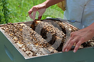 Beekeeper Removing Honeycomb From Bee Colony photo