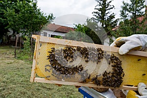 Beekeeper's Hand Holding Honeycomb Frame with Bees and Sealed Mature Honey - Close-up Shot