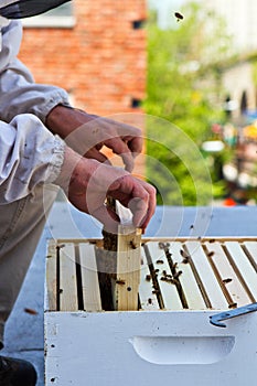 Beekeeper's hands