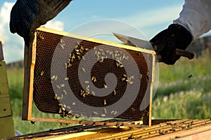 Beekeeper`s hands hold a frame with honeycombs. Apiarist inspecting honeycomb frame at apiary.