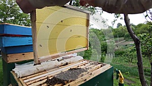 Beekeeper shakes the honeycomb covered with bees in hive,honeybee life,ecological hobby,honey producing,man holding bee