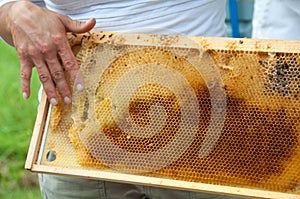 Beekeeper Showing Honeycomb