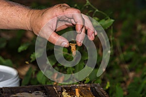 Beekeeper shows queen cell with bee queen