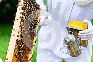 Beekeeper with smoker controlling beeyard and bees