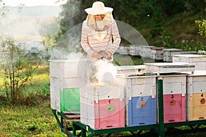 A beekeeper smokes bees in the process of collecting honey in wooden colored beehives. Beekeeping tool