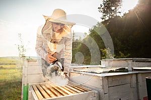 A beekeeper smokes bees in the process of collecting honey in wooden colored beehives. Beekeeping tool