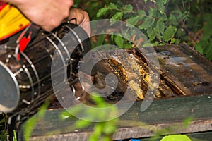 Beekeeper smokes into the opened hive