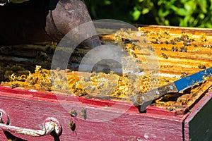 The beekeeper smokes the smoke of bees - drives away bees