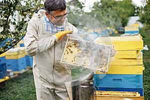 Beekeeper smoking honey bees with bee smoker on the apiary