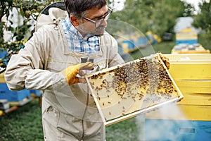 Beekeeper smoking honey bees with bee smoker on the apiary