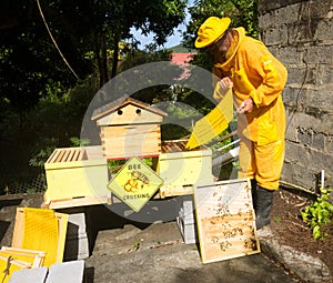 A beekeeper splitting his inventive double hive with an automatic honey dispenser