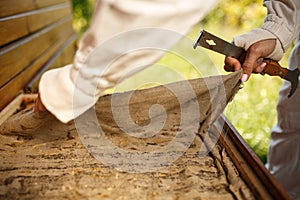 Beekeeper in suit is working at apiary. Opening wooden beehive. Apiculture concept