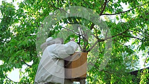 A beekeeper in summer catches a swarm of bees. A bee swarm flew from the hive.