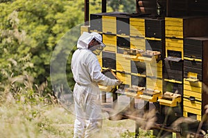 Beekeeper surrounded by a bee swarm, checking the hive