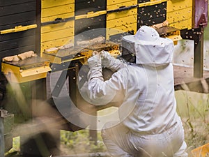 Beekeeper surrounded by a bee swarm, checking the hive