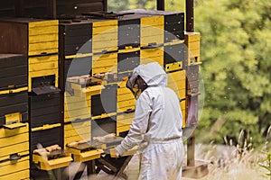 Beekeeper surrounded by a bee swarm, checking the hive