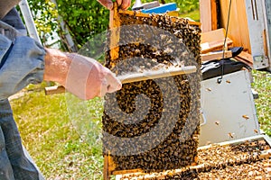 beekeeper swipes bees from frame, uniting bee family and puts frame with queen cells in apiary. Beekeeping. Beekeeper