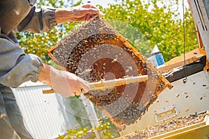 beekeeper swipes bees from frame, uniting bee family and puts frame with queen cells in apiary. Beekeeping. Beekeeper