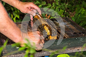 Beekeeper take out frame from the hive