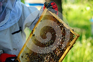 The beekeeper takes the frame with honeycomb from the hive