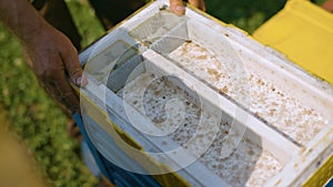 The beekeeper Takes A Frame Of Honeycombs From The Hive. Industrial Bee Apiary.