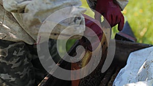 Beekeeper takes out honeycombs from beehouse at apiary