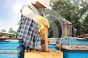 Beekeeper taking frame from hive at apiary. Harvesting honey