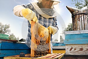 Beekeeper taking frame from hive at apiary. Harvesting honey