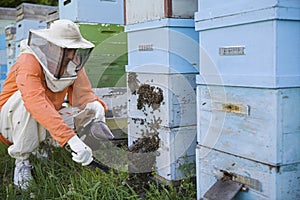 Beekeeper Tending Beehives