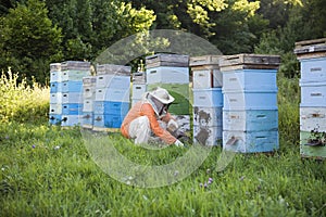 Beekeeper Tending Beehives