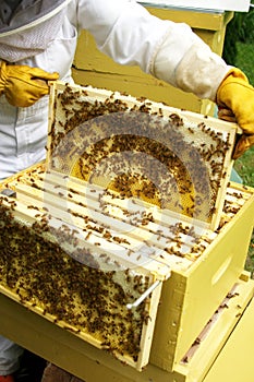 Beekeeper tending hive