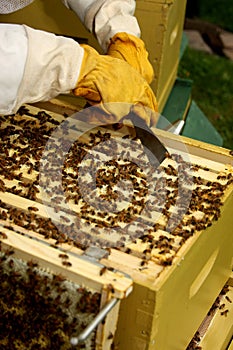 Beekeeper tending to hive