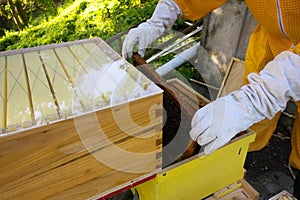 A beekeeper transferring frames from a brood hive to a new double hive designed to maximize honey production