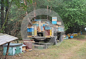 The beekeeper is transporting, relocating honey bees in numerous colorful wooden beehives by a tractor wagon to a new forest