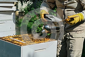 The beekeeper treats the bees of the varroa mite. Diseases of bees and their treatment. Varroasis. Varroa destructor.