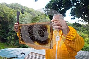 a beekeeper in the tropics holding a frame of bees at his apiary