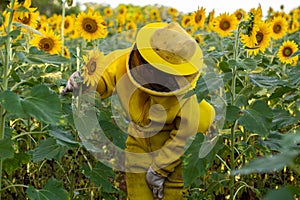 A beekeeper in typical clothes in a sunflower plantation.