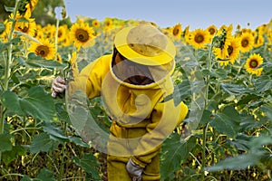 A beekeeper in typical clothes in a sunflower plantation.