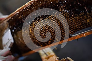 Beekeeper uncapping honey cells on the frames with a uncapping comb.