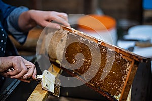 Beekeeper uncapping honey cells on the frames with a uncapping comb.