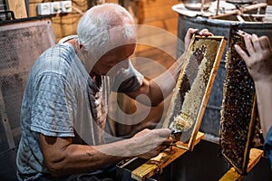 Beekeeper uncapping honey cells on the hive frames with a uncapping comb