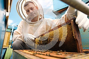 Beekeeper in uniform taking frame from hive at apiary. Harvesting honey